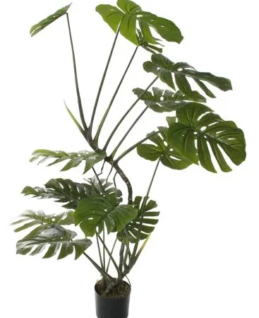 Augalų nuoma | Monstera 160 cm |ĀUROS