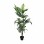 Augalų nuoma | Areca palmė 180 cm