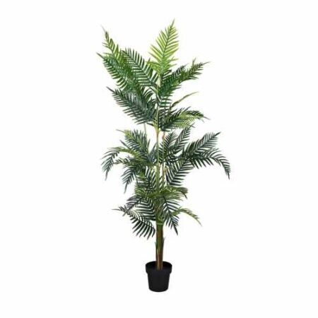Augalų nuoma | Areca palmė 180 cm