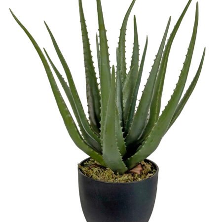 Alavijas55cm