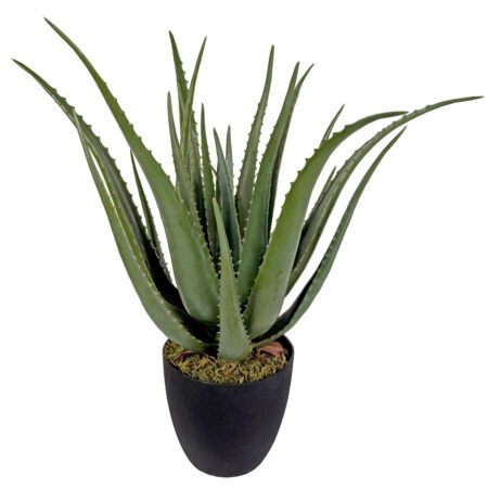 Alavijas65cm