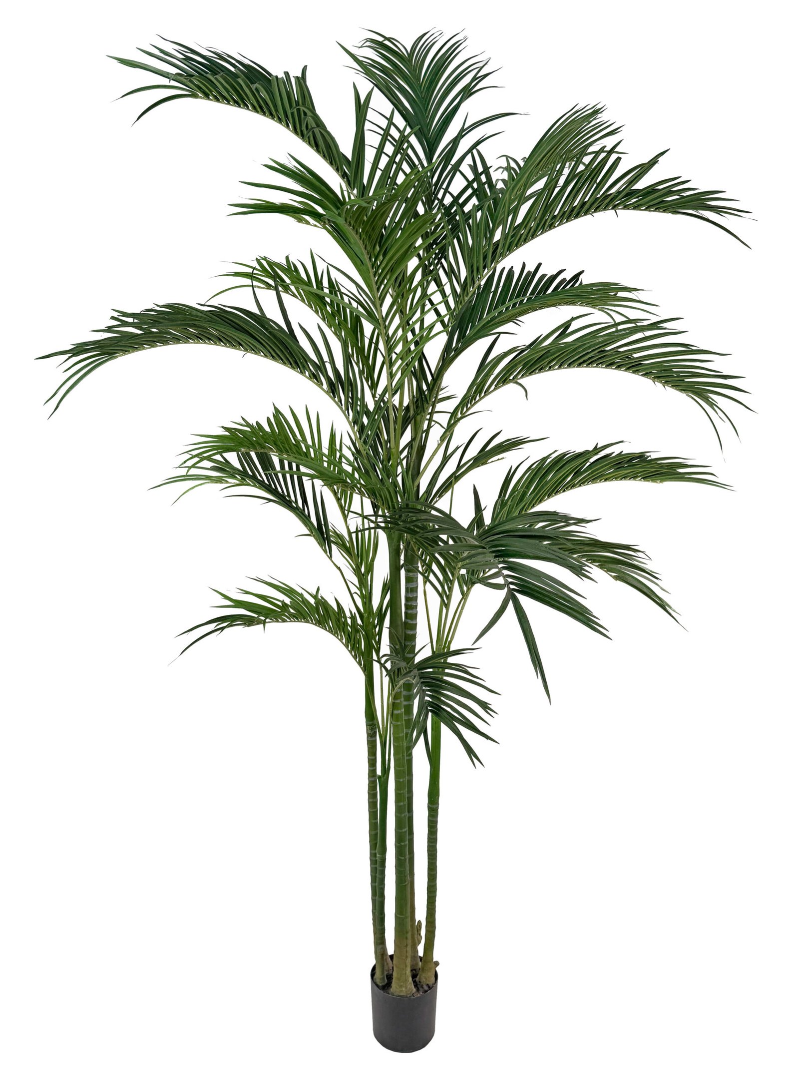 Areca255cm Dekoratyvinių augalų nuoma