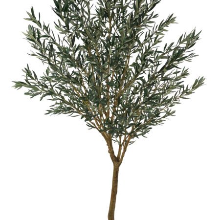 Augalų nuoma | Alyvmedis 270 cm