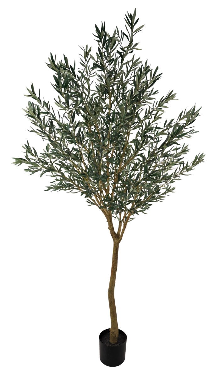 Augalų nuoma | Alyvmedis 270 cm